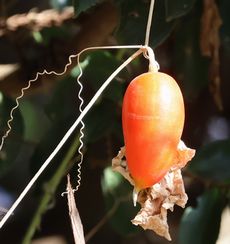 �J���X�E���i�s��J�j