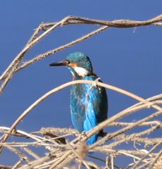 �J���Z�~�i�x�m��j