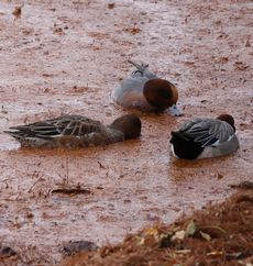 �q�h���K���i���������j