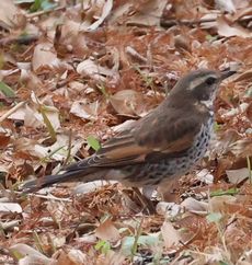 �c�O�~�i���������j