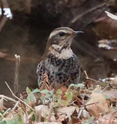 �c�O�~�i���������j