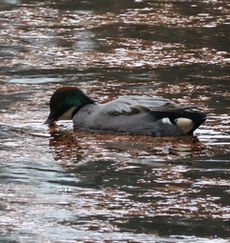 ���V�K�����i���������j