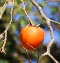 �c��`�i�s��J�j