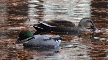 �J���K���ƃ��V�K�����i���������j