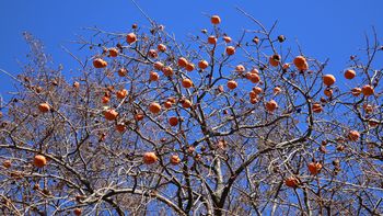 �c��`�i�^�������j