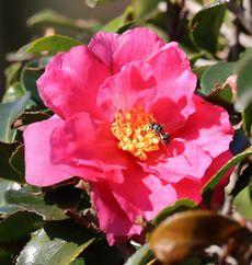 �T�U���J�i�^�������j