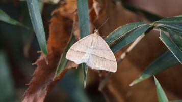 �N���X�W�t���G�_�V���N�i�s��J�j