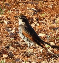 �c�O�~�i�����j