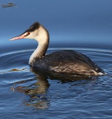 �J�������J�C�c�u���i�������j