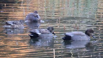 �I�J���V�K���i�����j