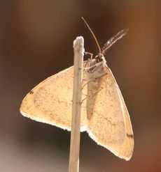 �N���X�W�t���G�_�V���N�i�s��J�j