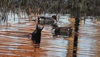 ���V�K�����i���j�ƃI�J���V�K���i��O�j�i�����j