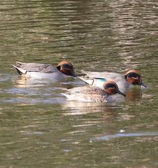 �R�K�����i�������j
