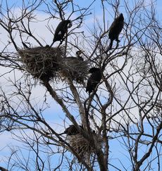 �J���E�i�������j