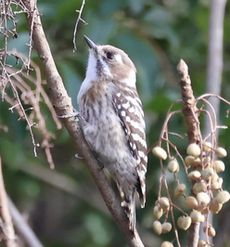 �R�Q���i�O�������j