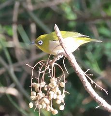 ���W���i�O�������j