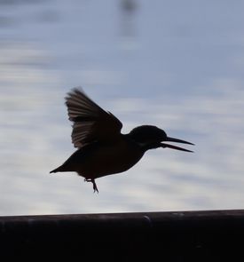 �J���Z�~�i�O�������j