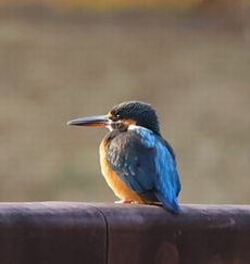 �J���Z�~�i�O�������j