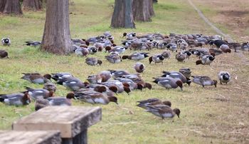 ����H�ރq�h���K���̌Q��i�O�������j