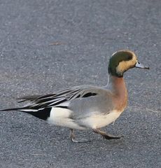 �A���q�^�C�v�i�����j