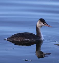 �J�������J�C�c�u���i�����j