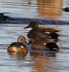 �I�J���V�K���i�����j