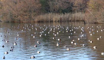 �z�V�n�W���i�����j