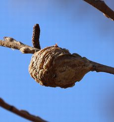 �n���r���J�}�L�����X�i���ؓ��j