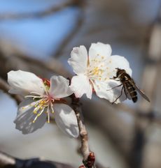 �~���ƃq���^�A�u�i���ؓ��j