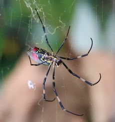 �W�����E�O���i���ؓ��j