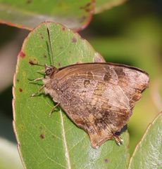 �����T�L�c�o���i���ؓ��j