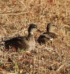 �I�J���V�K�����i�����j