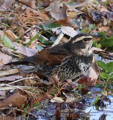 �c�O�~�i�����j