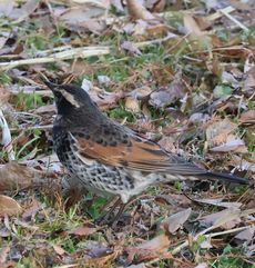 �c�O�~�i�����j