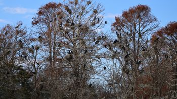 �J���E�E�R���j�[�i�������j