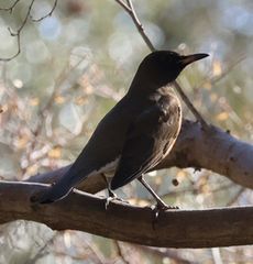 �V���n���i�W�����T�C�r�j