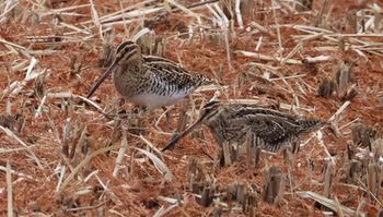 �^�V�M�i�����j