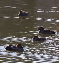 �I�J���V�K���i�W�����T�C�r�j