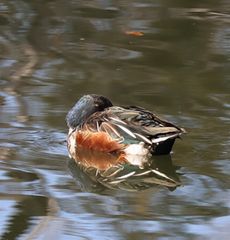 �n�V�r���K�����i�W�����T�C�r�j