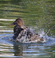 �n�V�r���K���������сi�W�����T�C�r�j