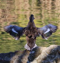 �n�V�r���K�����i�W�����T�C�r�j