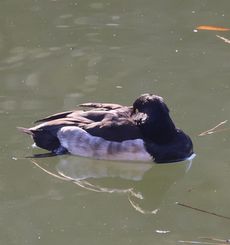 �L���N���n�W�����i�W�����T�C�r�j