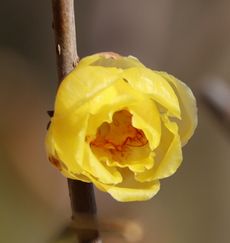 ���E�o�C�i���ؓ��j