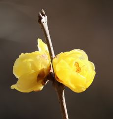 ���E�o�C�i���ؓ��j