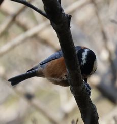 ���}�K���i���ؓ��j