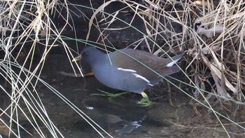 �o���i�x�m��j