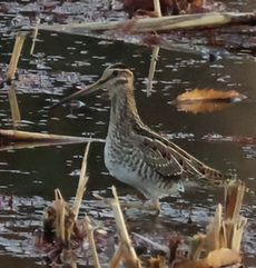 �^�V�M�i�����j