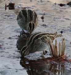 �^�V�M�i�����j