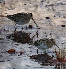 �^�V�M�i�����j