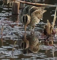 �^�V�M�i�����j